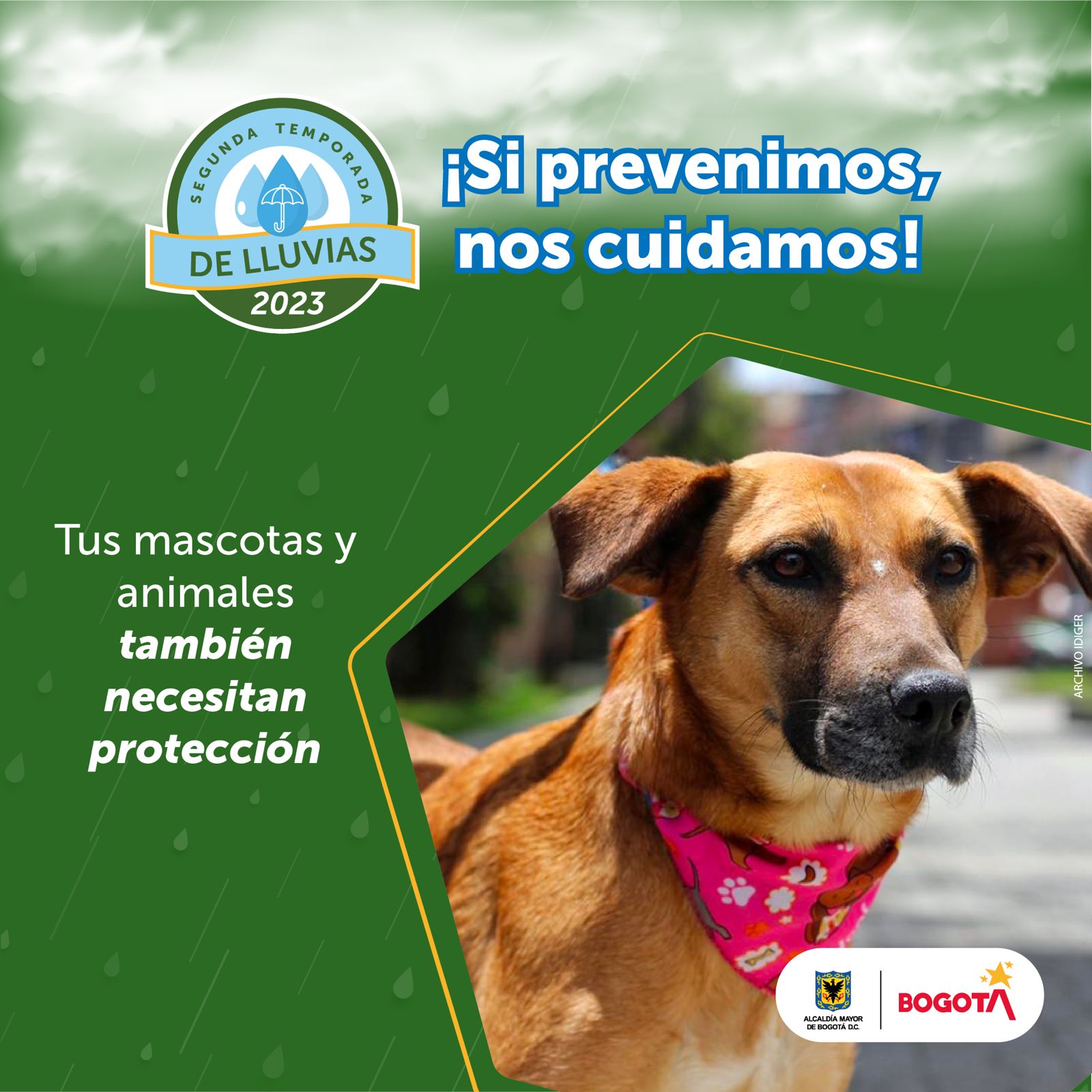 Canino con pañoleta roja 