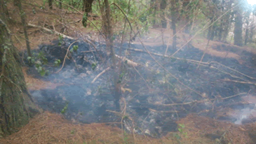 Incendio arboles colina